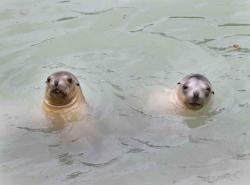 Sealions in pool: Two young female sealions playing in a pool
